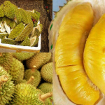 Tips Pilih Buah Durian Supaya Dapat Isi Yang Lemak, Cantik & Sedap. Barulah Berbaloi Kalau Beli!