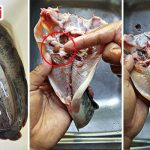 Wajib Buang ‘Benda’ Ini Untuk Elak Ikan Keli Hanyir & Berbau