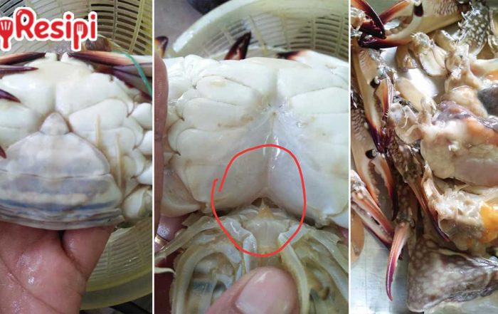 tips pilih ketam