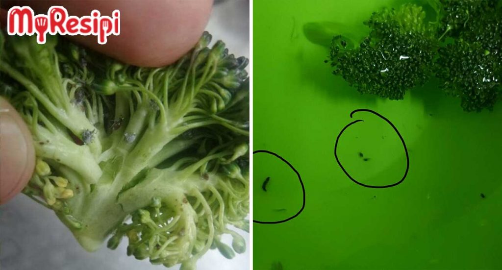 cara cuci brokoli