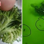 Cara Cuci Brokoli Dengan Betul, Rupanya Penuh Dengan Ulat!