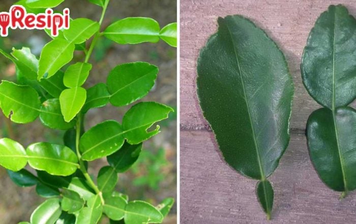 daun limau purut