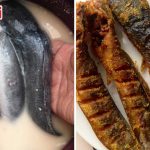 Tips Goreng Ikan Keli Supaya Tak Meletup, Tak Hancur & Lurus Elok