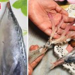 Petua Buang ‘Bisa’ Dalam Ikan Tongkol, Untuk Elak Alahan & Gatal