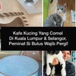 Kafe Kucing Yang Comel Di Kuala Lumpur & Selangor, Peminat Si Bulus Wajib Pergi!