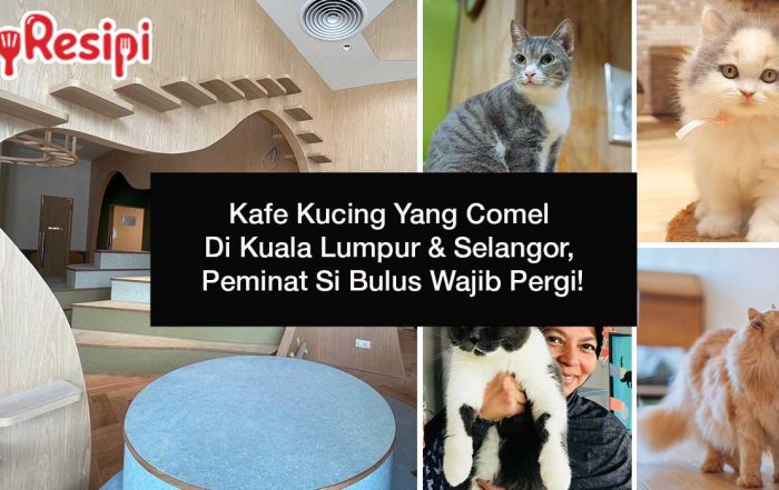 Kafe Kucing Yang Comel Di Kuala Lumpur & Selangor, Peminat Si Bulus Wajib Pergi!
