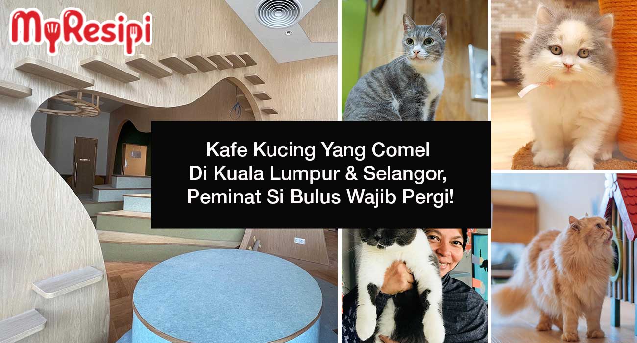 Kafe Kucing Yang Comel Di Kuala Lumpur & Selangor, Peminat Si Bulus Wajib Pergi!