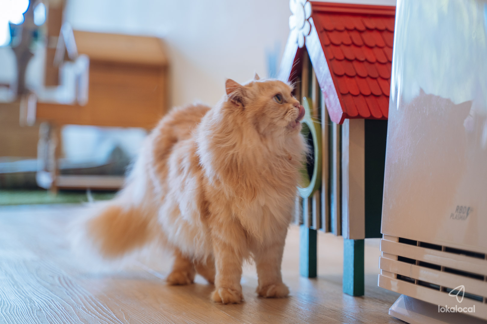 Kafe Kucing Yang Comel di Kuala Lumpur dan Selangor untuk Dilawati