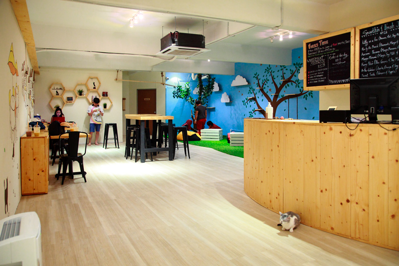 Kafe Kucing Yang Comel di Kuala Lumpur dan Selangor untuk Dilawati