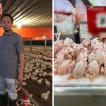 Ayam Habis & Peniaga Bakal Tutup Kedai? Tauke Ayam Ni Dedah Apa Sebenarnya Yang Terjadi