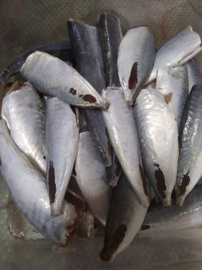 sardin