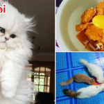Resepi Wet Food Kucing Homemade Guna 3 Bahan Ini, Bulu Makin Sihat & Gebu