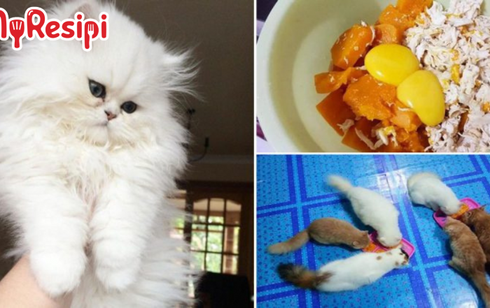 wet food kucing