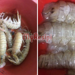 Cara Siang Udang Lipan, Baru Puas Makan Dapat Isi Seketul-seketul