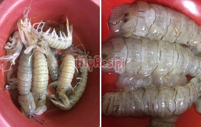udang lipan