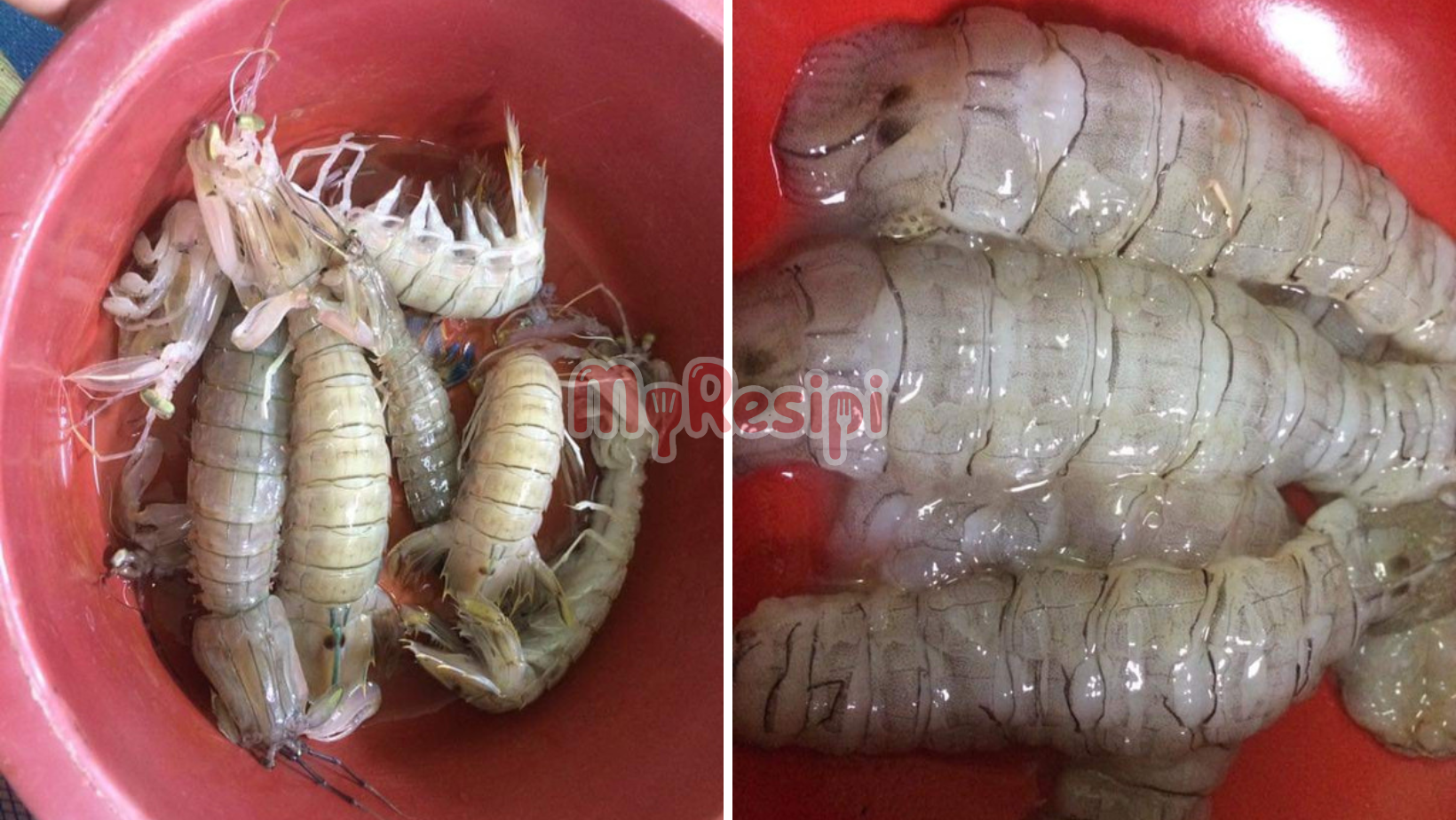 udang lipan