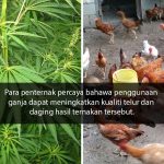 Daging Akan Jadi Lebih ‘Empuk’, Penternak Di Thailand Guna Ganja Sebagai Makanan Ayam