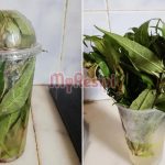 Cara Simpan Daun Kesum Guna Bekas Plastik, Lebih 2 Minggu Pun Masih Segar Bugar!