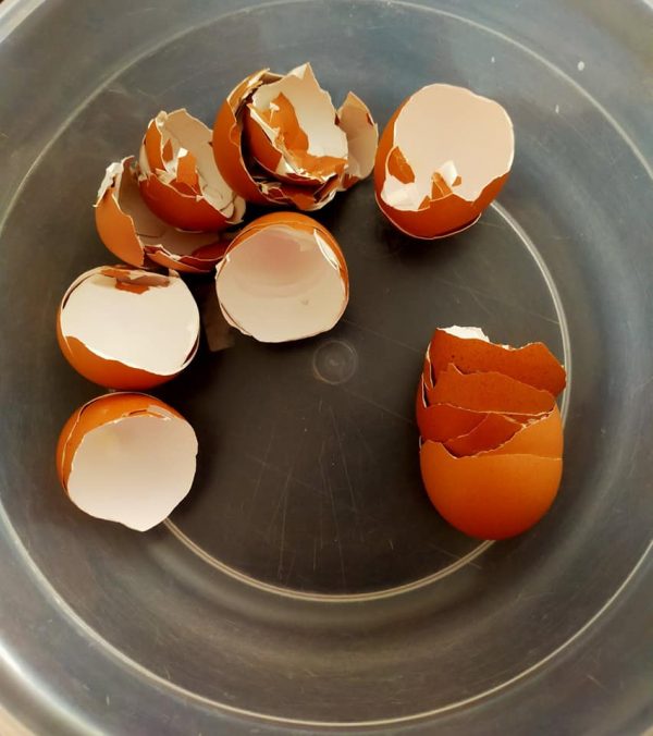 Baja Kulit Telur