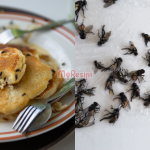 Lalat Berleluasa Dekat Dapur? Ini 6 Tip Nak Halau Tanpa Guna Racun
