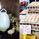 Harga Telur Naik, Bekalan Disorok, Anak Ayam Dibakar?