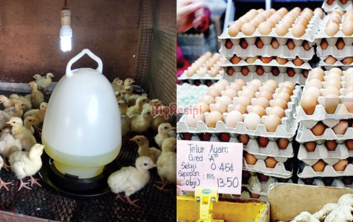 telur