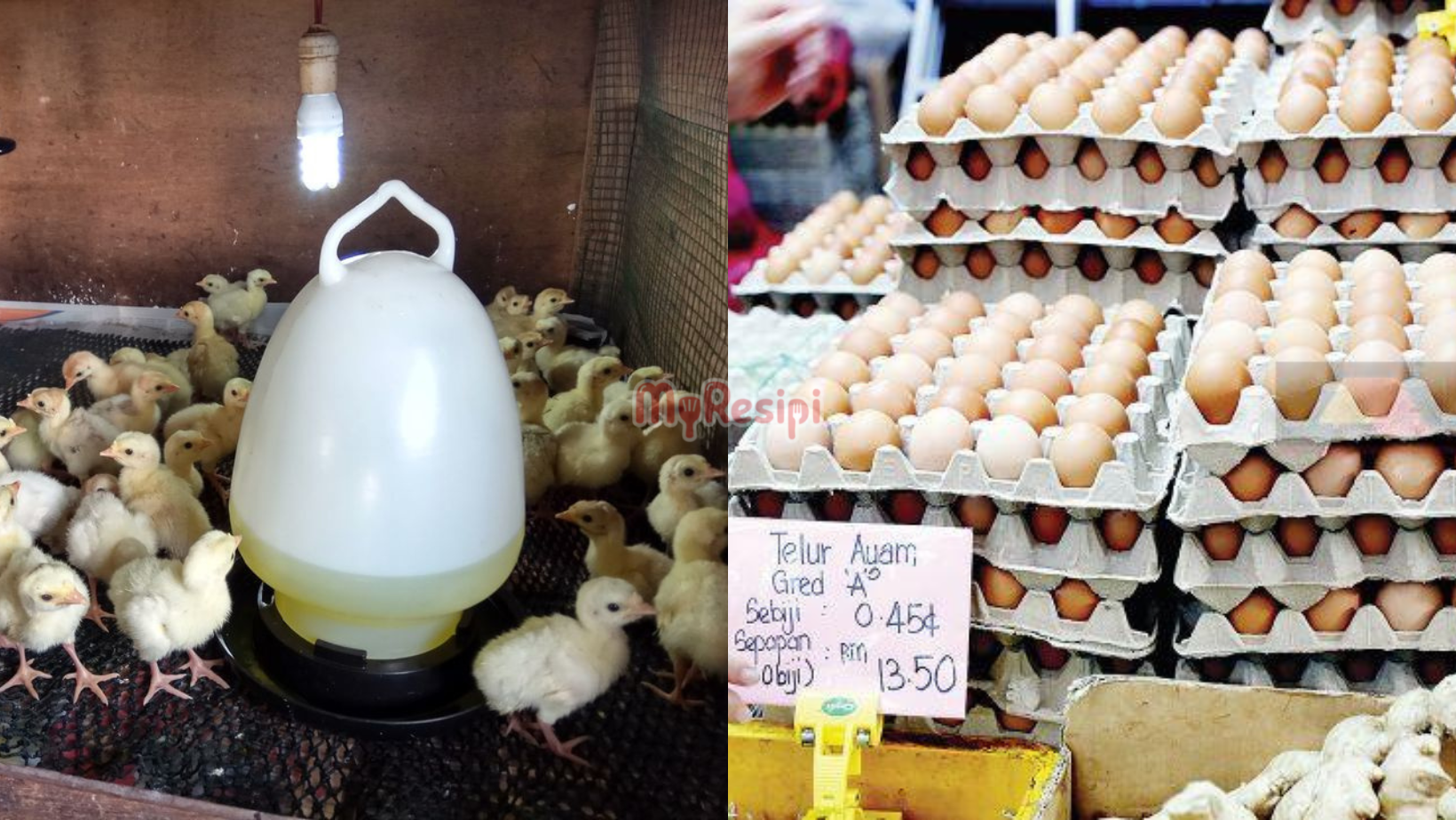Harga Telur Naik, Bekalan Disorok, Anak Ayam Dibakar?