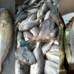 Nelayan Ini Kongsi Tip Pilih Ikan Gelama Yang Sedap Buat Lauk