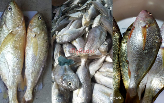 ikan gelama