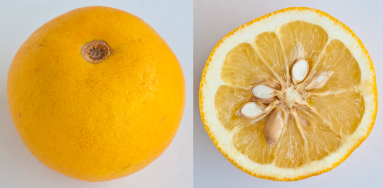 buah limau sour orange