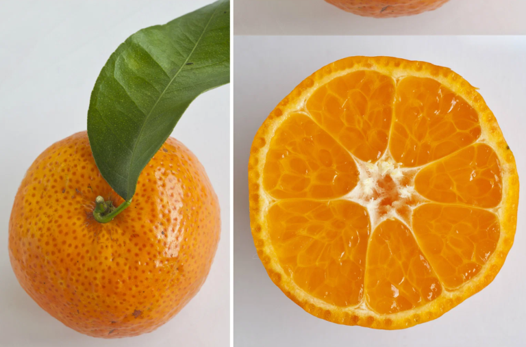 buah limau tangerine