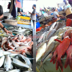 Kenali 17 Jenis Ikan Yang Selalu Kita Jumpa Di Pasar, Baru Nampak ‘Pro’!