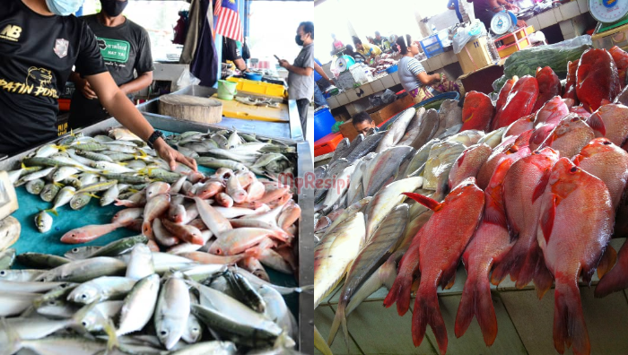 jenis ikan