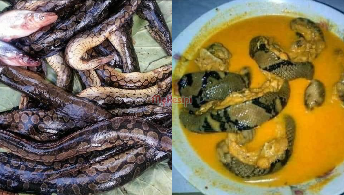 ikan tilan