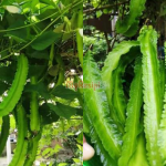 Guna 5 ‘Tricks’ Ini Bagi Pokok Kacang Botor Berbuah Banyak, Baru Ada Hasil!