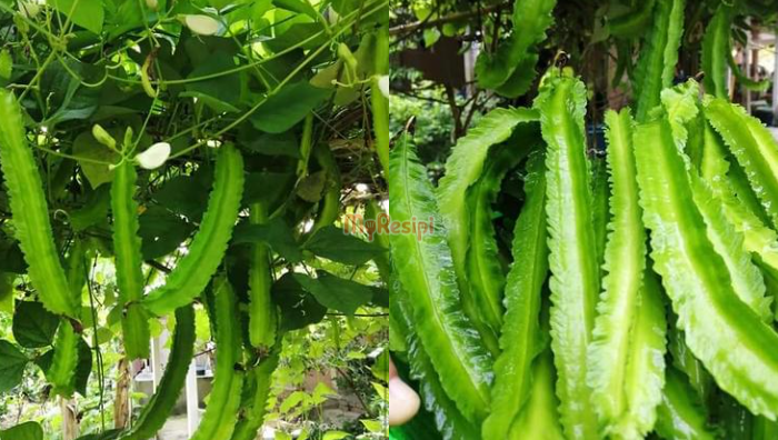 pokok kacang botor