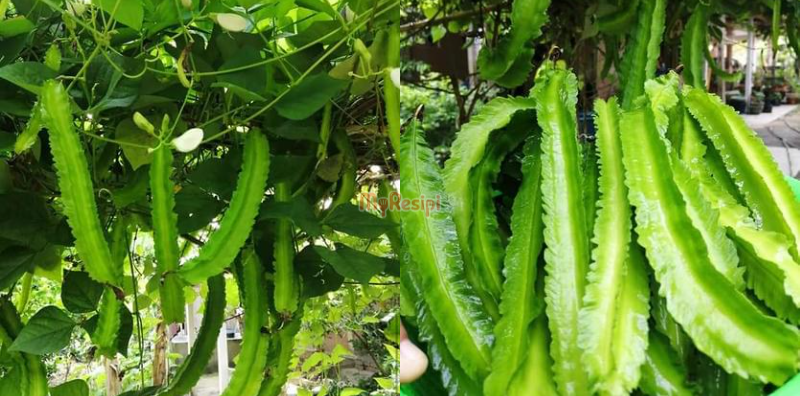 Guna 5 ‘Tricks’ Ini Bagi Pokok Kacang Botor Berbuah Banyak, Baru Ada Hasil!