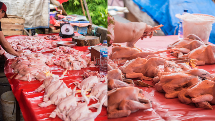 cara pilih ayam