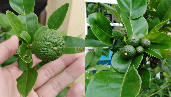 lebatkan pokok limau purut