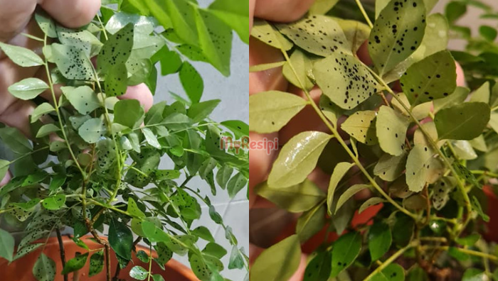 rawat pokok kari