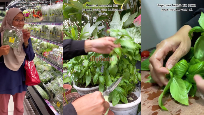 tip tanam sweet basil