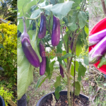 Pokok Terung Dah Tua? Ini Cara Nak Rawat Bagi Berbuah Dan Subur Balik