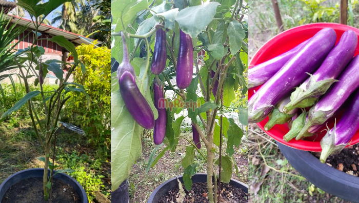 pokok terung
