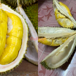 Tip Pilih Durian BANYAK Isi, Baru Rasa Berbaloi Nak Beli!