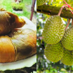 Isi Durian Hitam Kekuningan, Peniaga Ini Suka Jika Pelanggan Anggap Durian Rosak