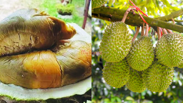 isi durian