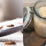 Tip Elak Semut Dalam Bekas Gula, Masukkan INI Setiap Kali ‘Refill’ Gula