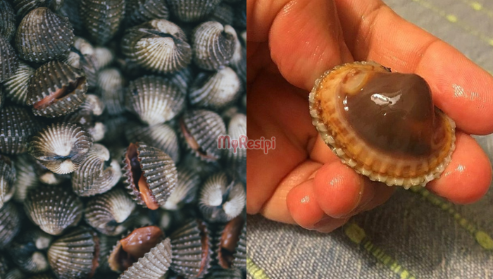 tip rebus kerang