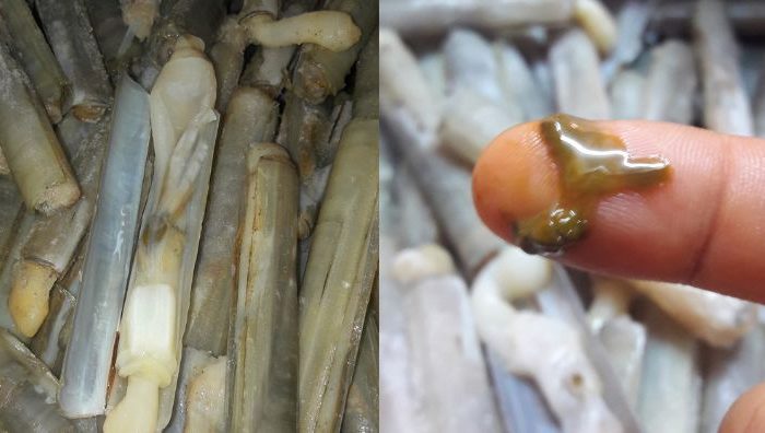 cara cuci siput buluh
