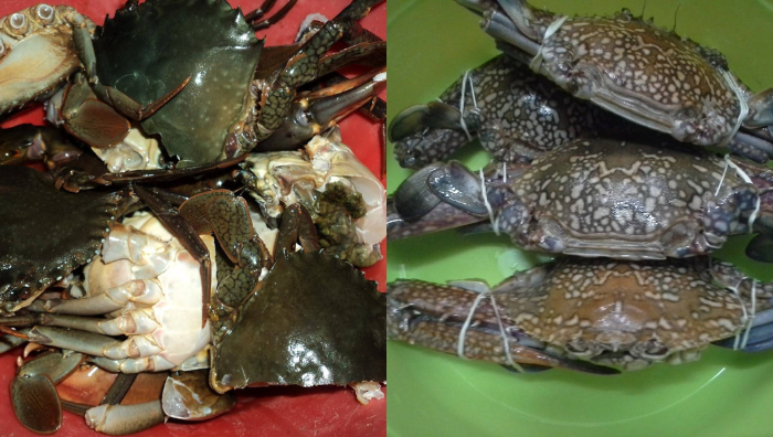tip pilih ketam